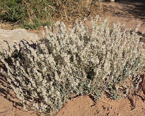 Eriogonum wrightii